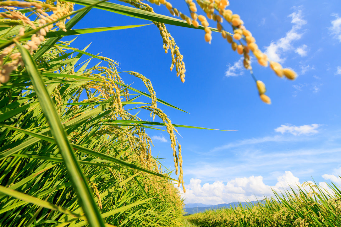 夏の秋田の田園風景
